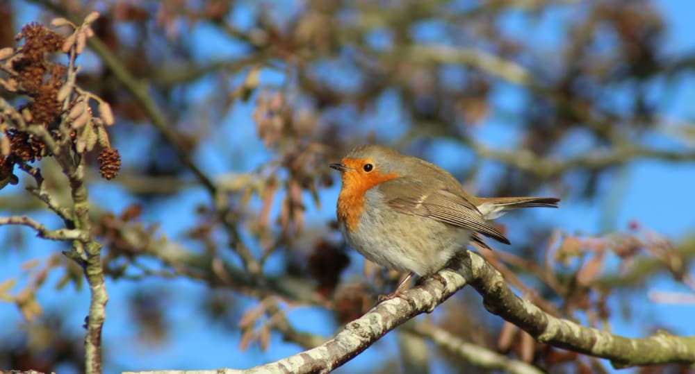 Christmas Greetings 2025