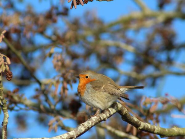 Christmas Greetings 2025