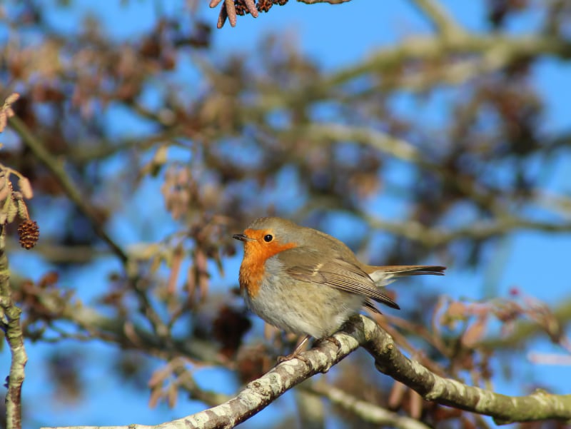 Christmas Greetings 2025