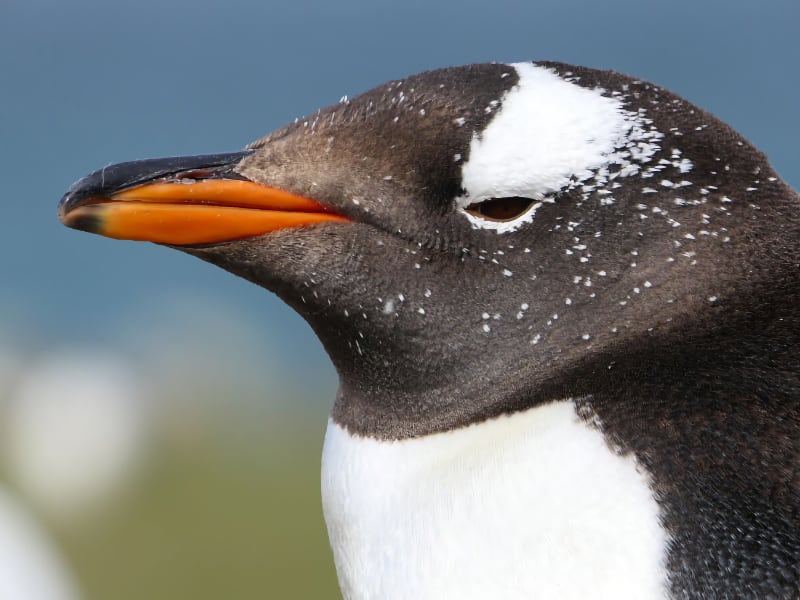 Fitzroy - Bertha's Beach