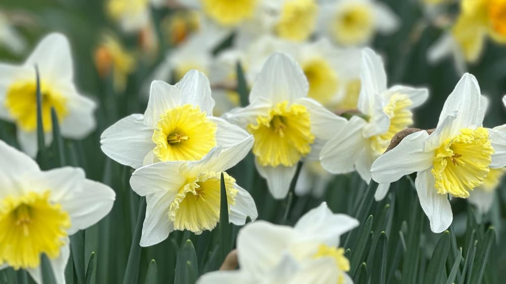 Julias spring starts here