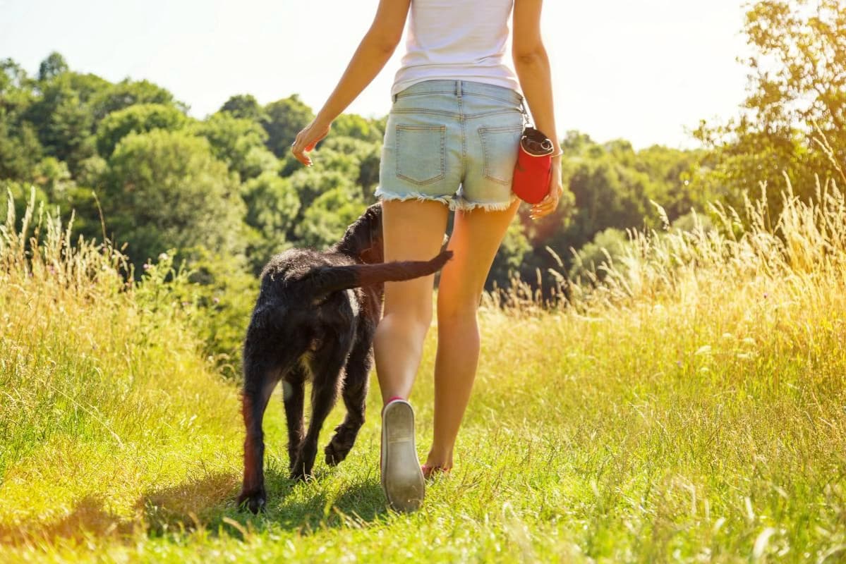Off-Lead and At Ease
