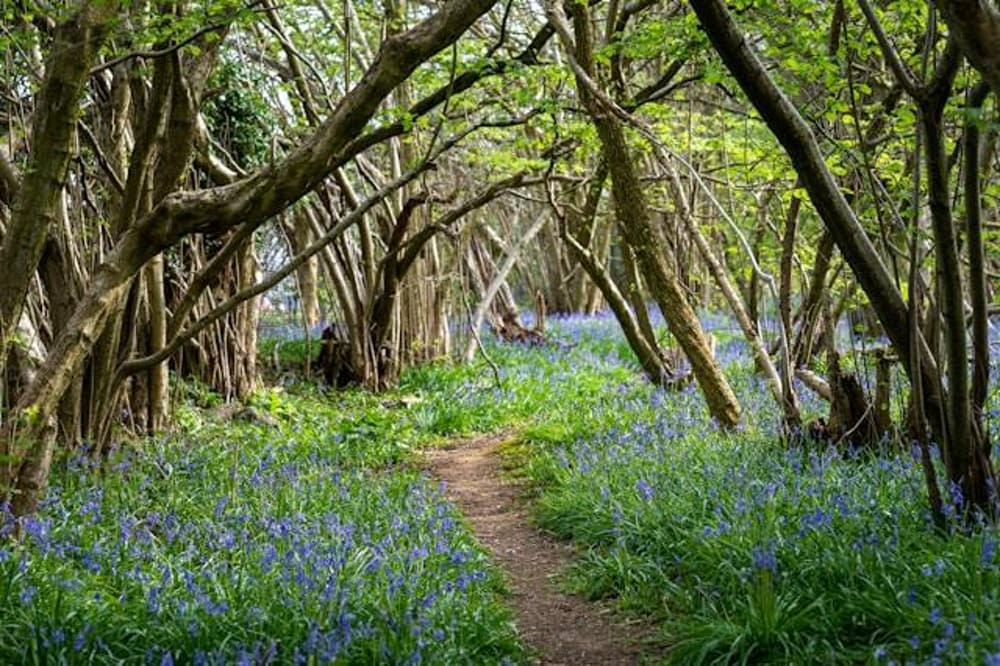 Woodland walks A Woodland walks