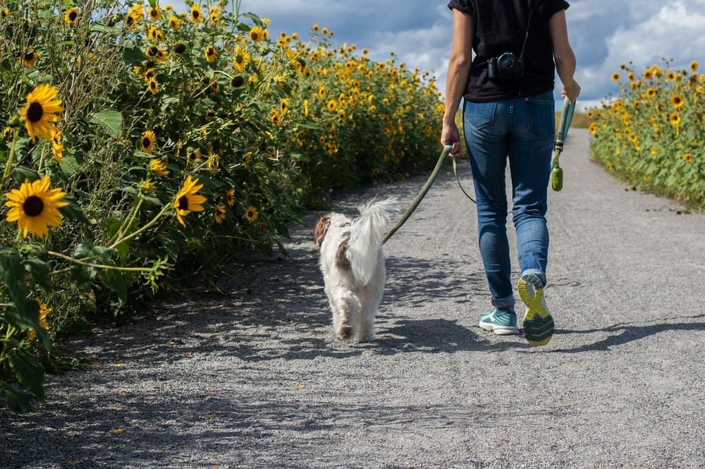Walking with a dog