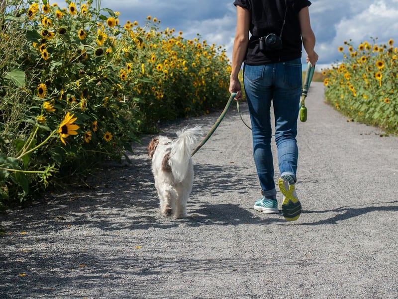 Walking with a dog